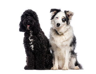 Adorable cockapoo and border collie sitting together on white background