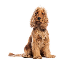 Sitting red English Cocker looking at the camera, isolated on white
