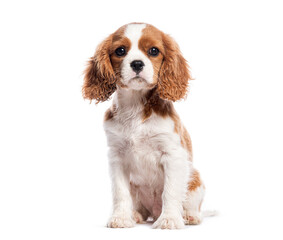Cavalier king charles spaniel puppy sitting and looking at camera