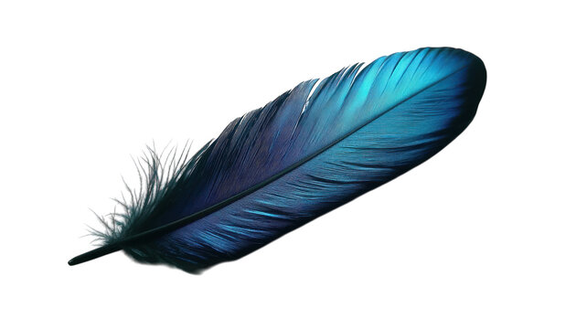 Captivating Black Feather with Iridescent Blue Sheen Set Against a White Background Perfect for Nature and Fashion Imagery.