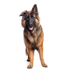 German shepherd dog standing and panting on white background