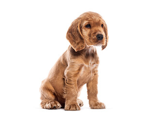 two months old English cocker spaniel puppy sitting and looking away on white background