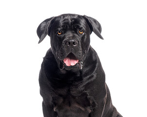 Cane corso panting and looking at camera on white background