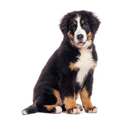 four months old Bernese mountain dog puppy sitting and panting on white background