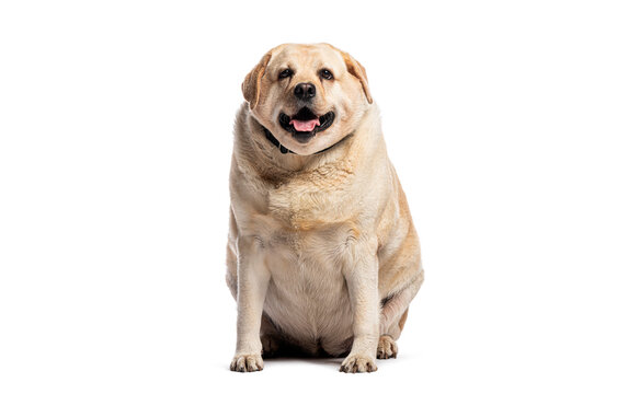 Overweight labrador retriever sitting and panting on white background