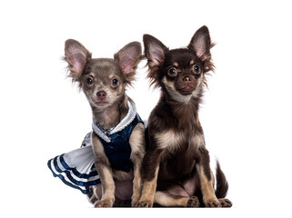 Two chihuahua puppies posing together, one wearing a dress