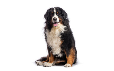 Bernese mountain dog sitting and panting on white background