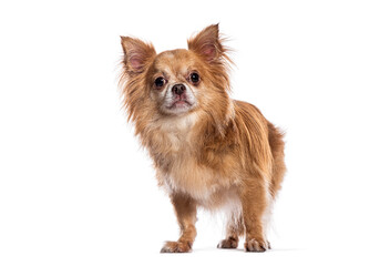 Long haired chihuahua standing on white background