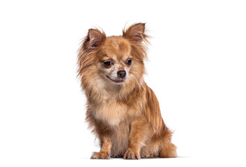Long haired chihuahua sitting and looking down isolated on white background