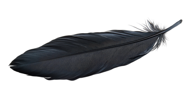 A Stunning Close-Up of a Black Raven Feather to Enhance Your Nature Inspired Design Projects and Artworks.