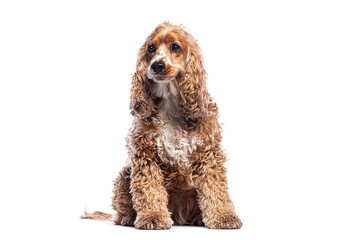 English cocker spaniel sitting and looking away on white background