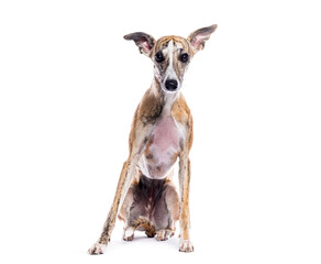 Whippet dog sitting on white background and looking at camera