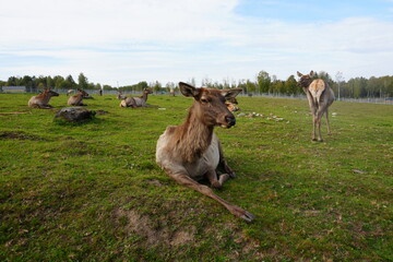 Fototapeta premium Zoo in Karelia 