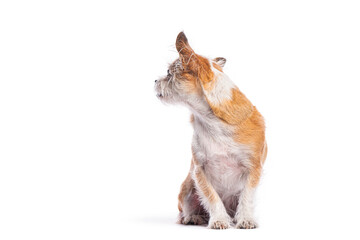Adorable small mixed breed dog sitting and looking upwards against a white background