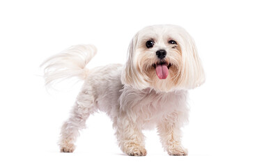 Happy maltese dog standing on white background panting and wagging its tail