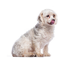 Cute white dog sticking out tongue on white background