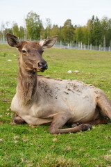 Fototapeta premium Zoo in Karelia 