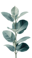 plant isolated on white background