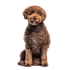 Spanish water dog sitting and looking attentive on white background