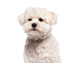 White boomer dog posing on white background