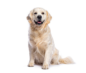 Golden retriever sitting and panting on white background