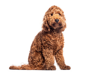 Adorable cockapoo puppy sitting and looking at camera on white background