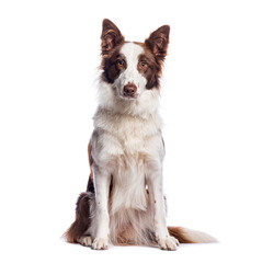 Border collie dog sitting and looking at camera on white background