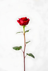 Obraz premium A red rose is the main focus of the image, standing tall and proud on a white background. The rose is the center of attention, drawing the viewer's eye and evoking feelings of love, beauty, studio p