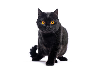 Black british shorthair cat walking on white background