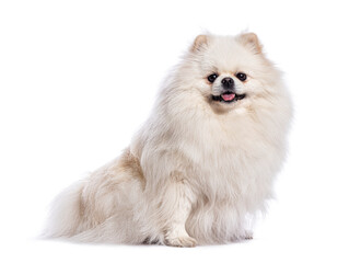 Adorable white pomeranian spitz dog sitting and panting