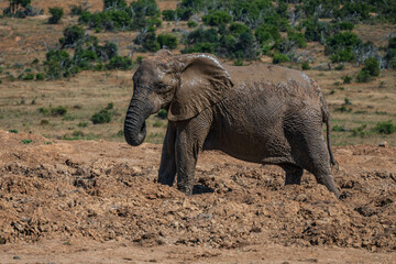 Fototapeta premium An elephant covered in mud, Addo elephant park, Eastern Cape, South Africa, Africa