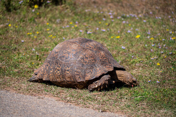 A big wild leopard tortoise grazing in Addo elephant park, Eastern Cape, South Africa, Africa