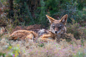 A close up of a black-backed jackal lying early in the morning, Addo national Park, Eastern Cape, South Africa, Africa