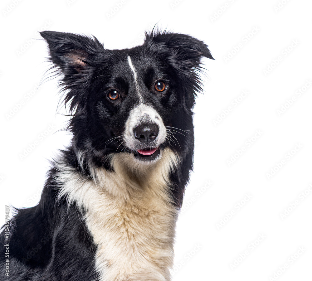Poster Border collie panting and showing tongue on white background