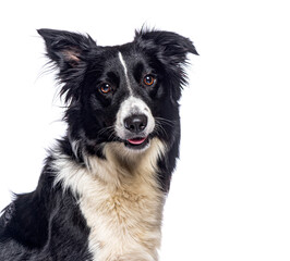 Border collie panting and showing tongue on white background
