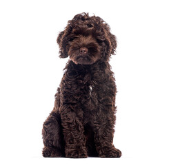 Adorable brown Australian Labradoodle puppy sitting on white background