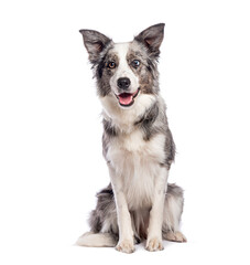 Border collie sitting and panting on white background