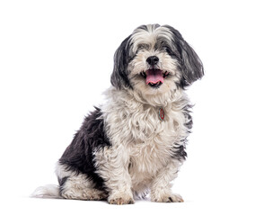 Adorable shih tzu dog sitting and panting, showing tongue