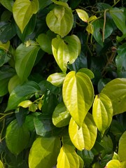 yellow flowers and leaf in the garden