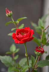 Obraz premium Red beauty, with white tones