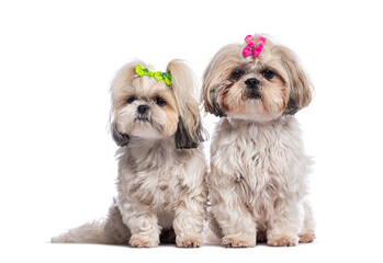 Two shih tzu dogs sitting and wearing bows on white background