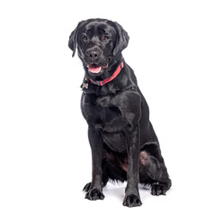 Black labrador retriever sitting and panting on white background
