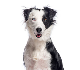 Border collie dog sitting and showing different colored eyes