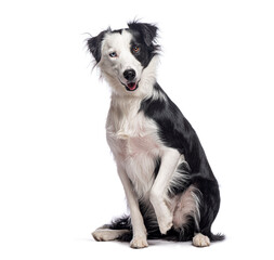Border collie dog sitting and raising paw, white background