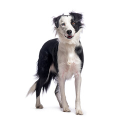 Border collie panting and standing on white background