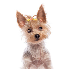 Yorkshire terrier puppy posing with yellow bow on white background