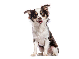Fototapeta premium Happy Small chihuahua dog sitting and panting, looking at the camera with its mouth open, isolated on white background