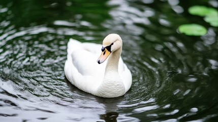 Obraz premium A white swan is swimming in a pond