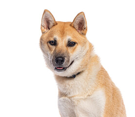Shiba inu dog looking at camera with tongue out on white background