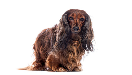 Longhaired dachshund sitting and looking at camera on white background